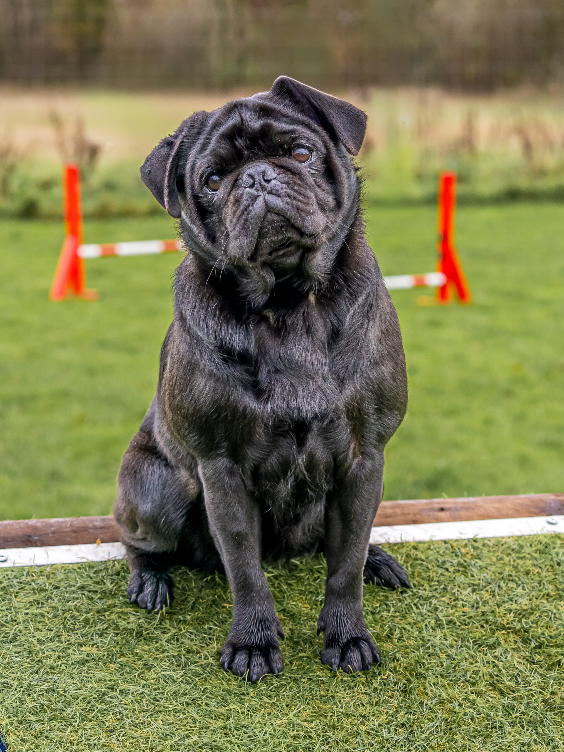 A black pug sitting in the Bridge Paddocks field