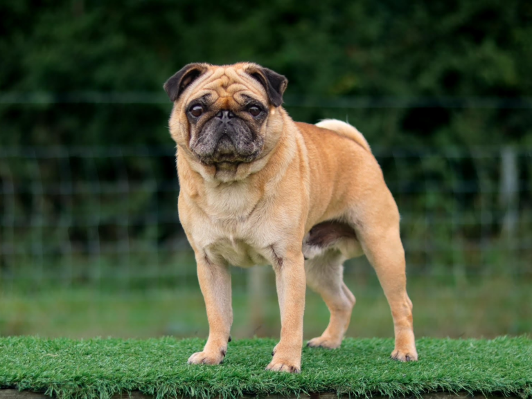 More than a walk at Bridge Paddocks Pet Owners field